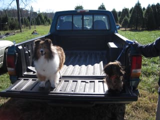 Roxy and Sasha shopping for a Christmas Tree