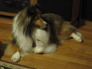 Tired Doggie