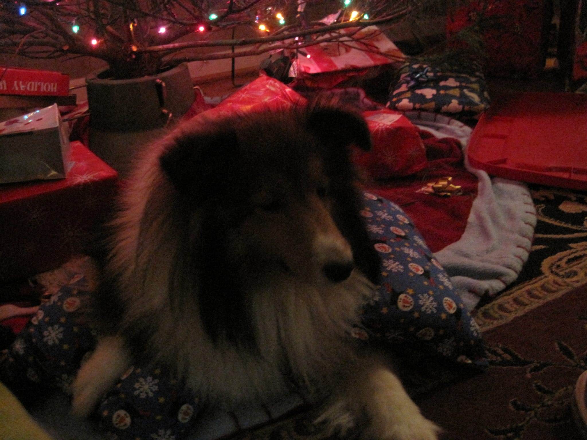 Roxy under the tree