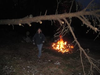Fallen Pine Tree in the Backyard