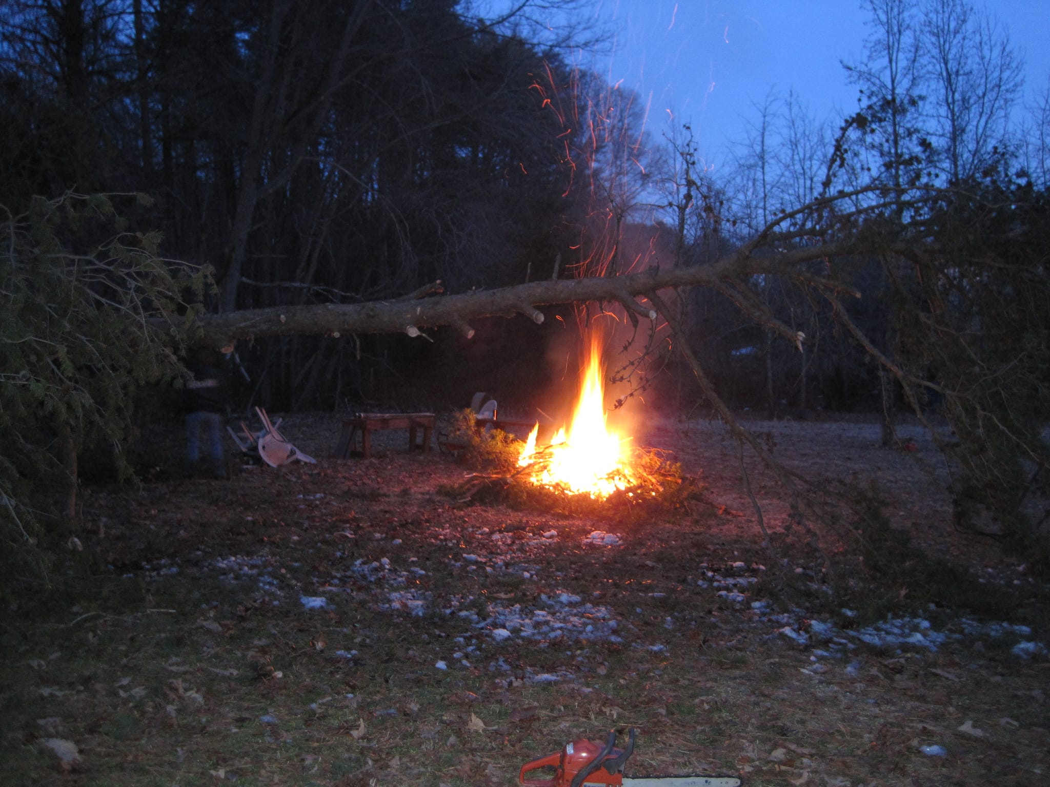 Fallen Pine Tree in the Backyard