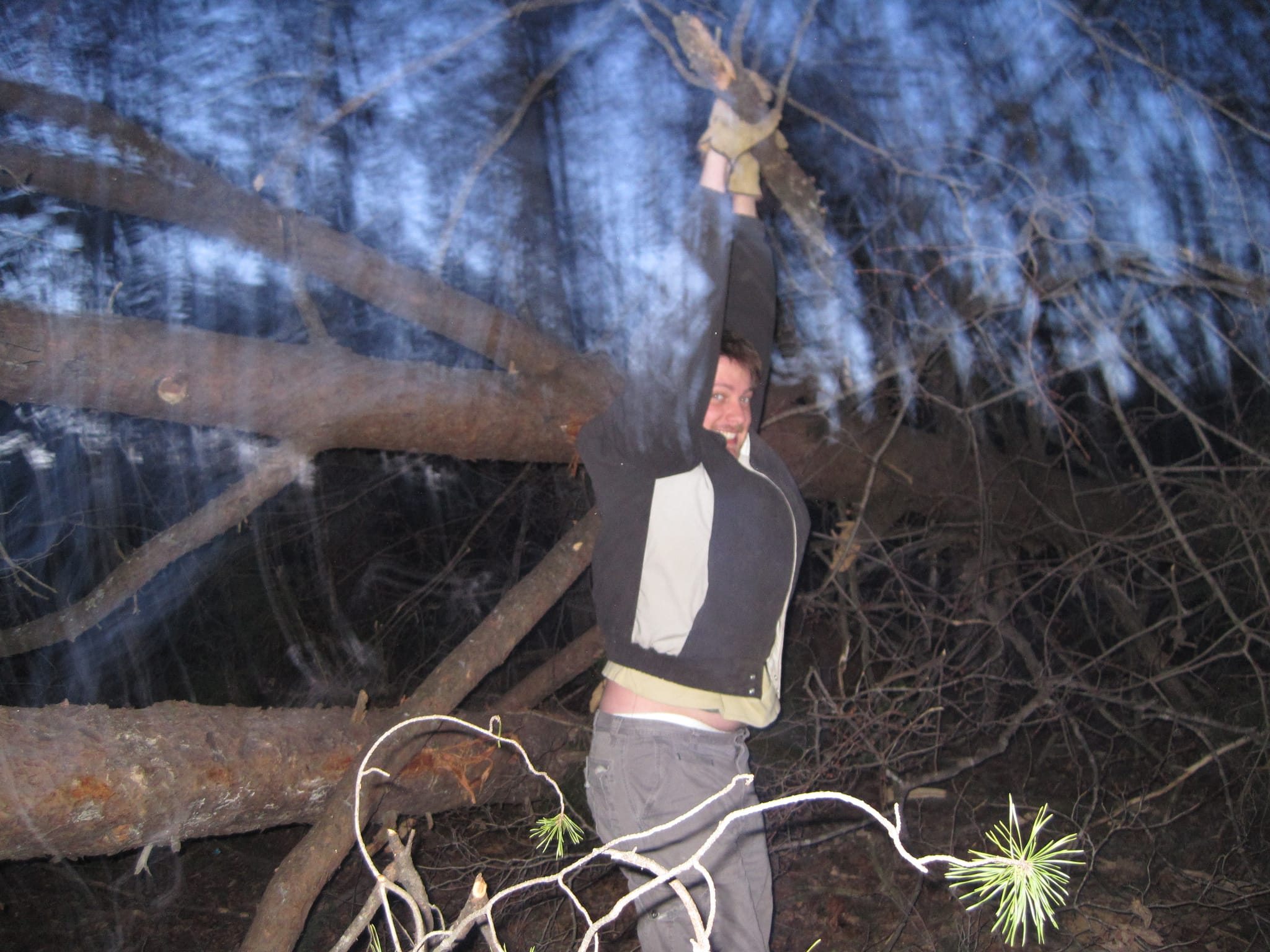 Fallen Pine Tree in the Backyard