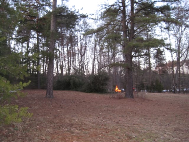 Down pine trees