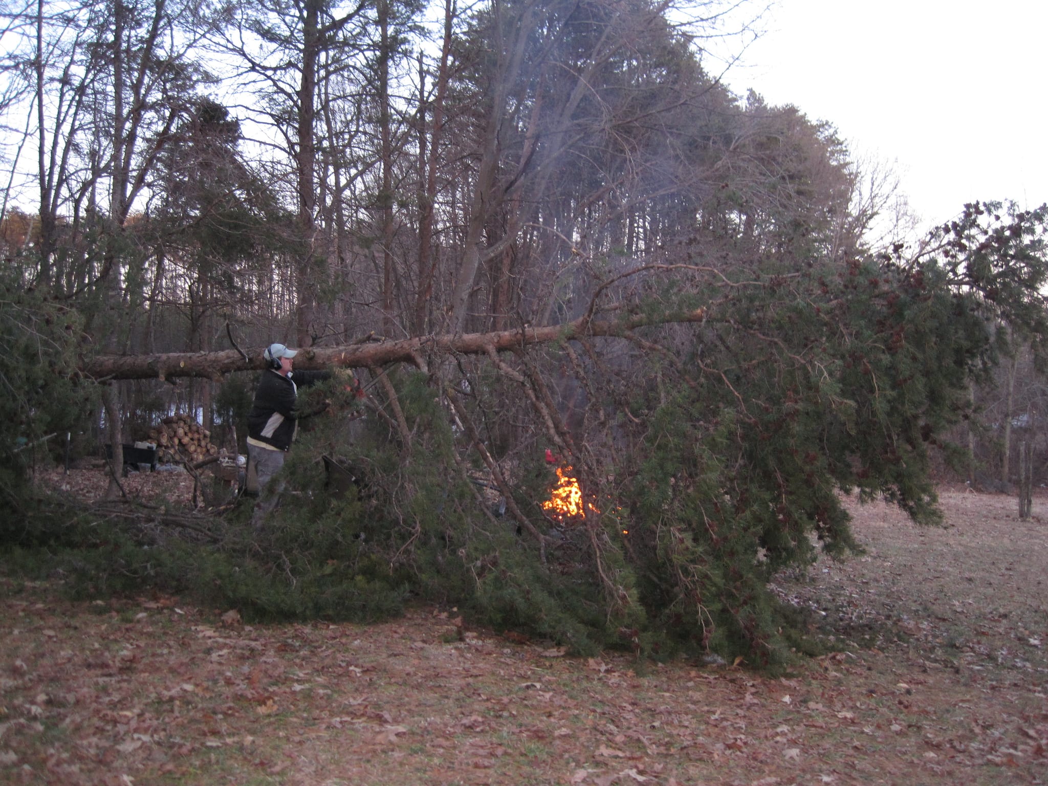 Fallen Pine Tree in the Backyard