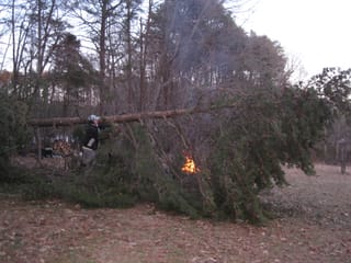 Fallen Pine Tree in the Backyard