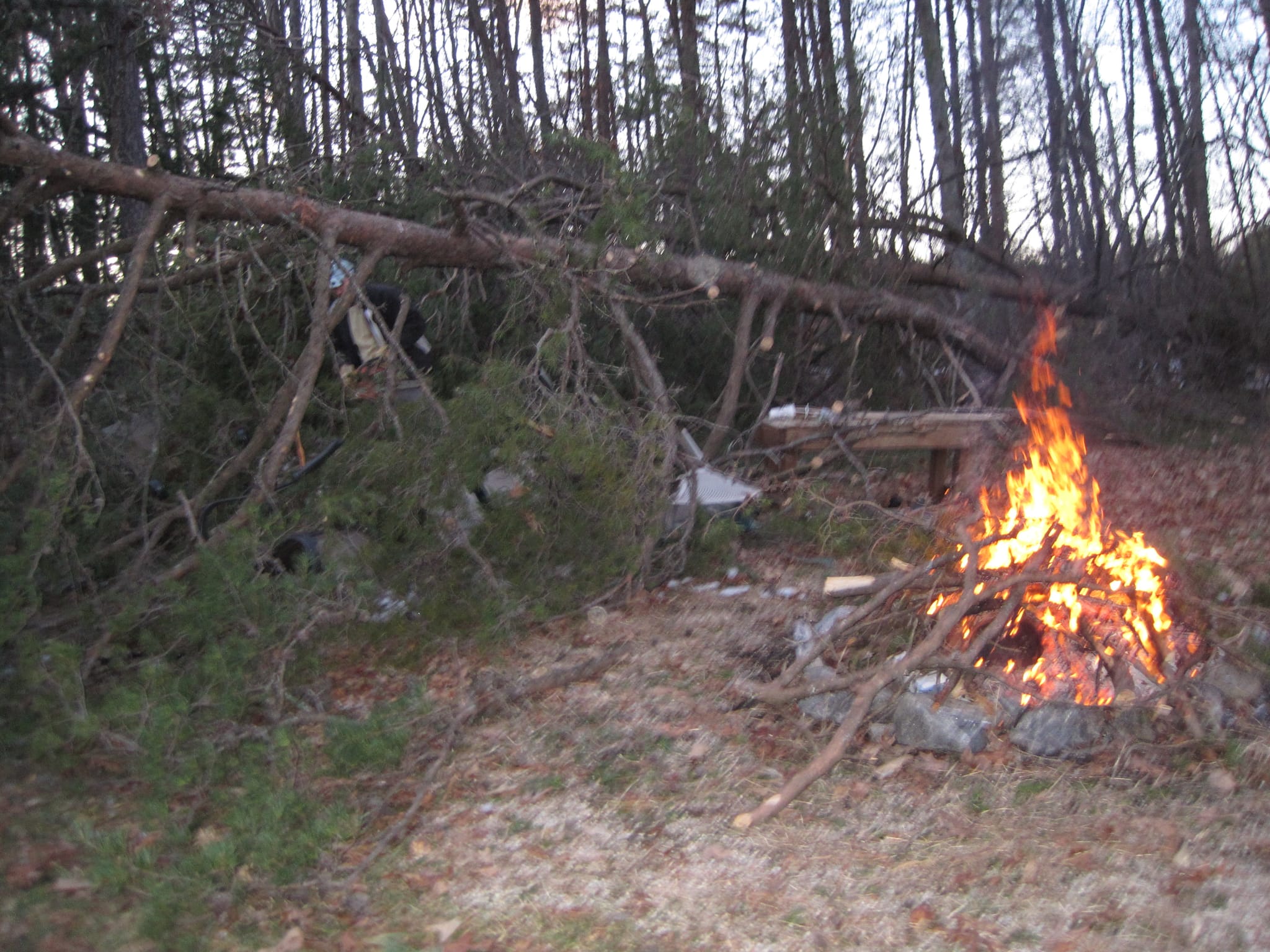 Fallen Pine Tree in the Backyard