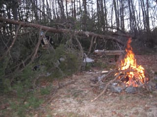 Fallen Pine Tree in the Backyard