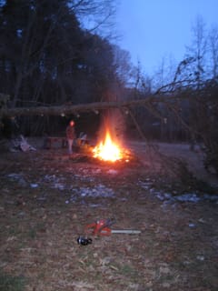 Fallen Pine Tree in the Backyard
