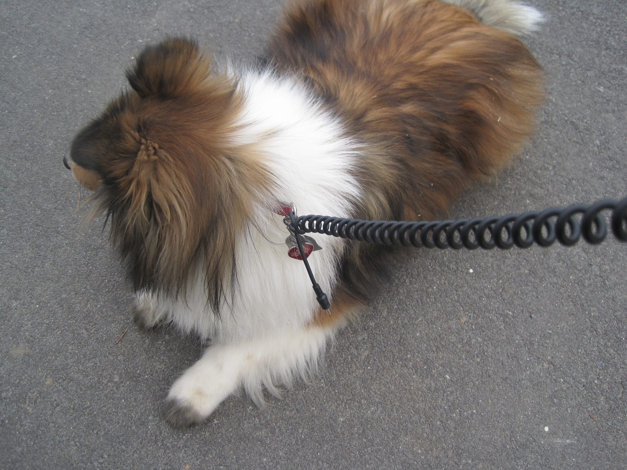 Roxy Not breaking leash laws.
