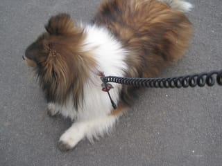 Roxy Not breaking leash laws.