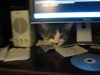 Brasky computer kitty
