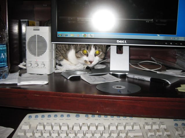 Brasky computer kitty
