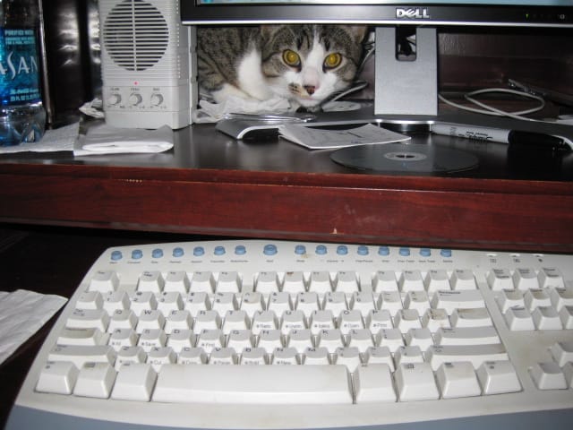 Brasky computer kitty