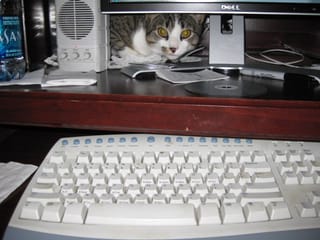 Brasky computer kitty