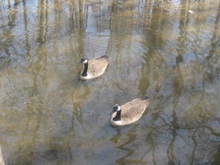 Feeding the ducks and geese