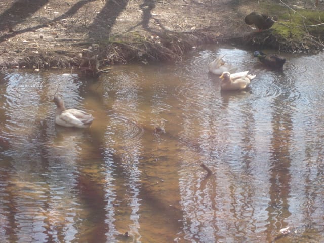 Feeding the ducks and geese