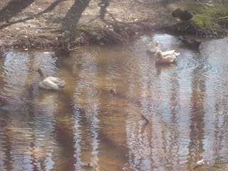 Feeding the ducks and geese