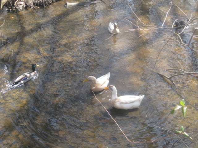 Feeding the ducks and geese
