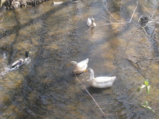 Feeding the ducks and geese