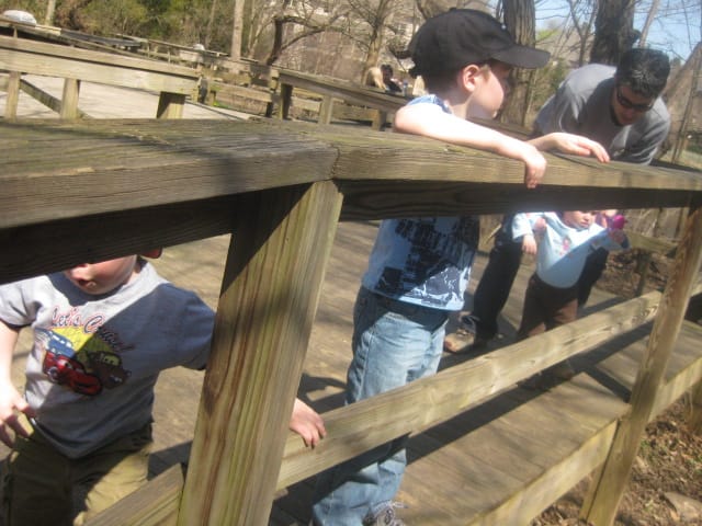 Feeding the ducks and geese