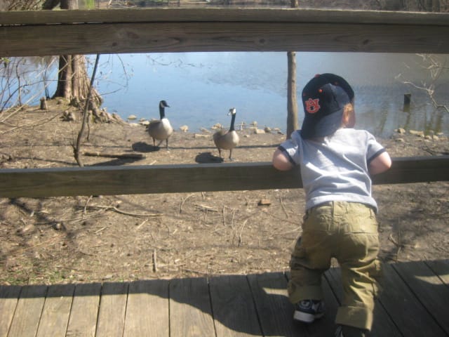 Feeding the ducks and geese