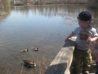 Feeding the ducks and geese
