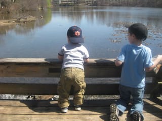 Feeding the ducks and geese