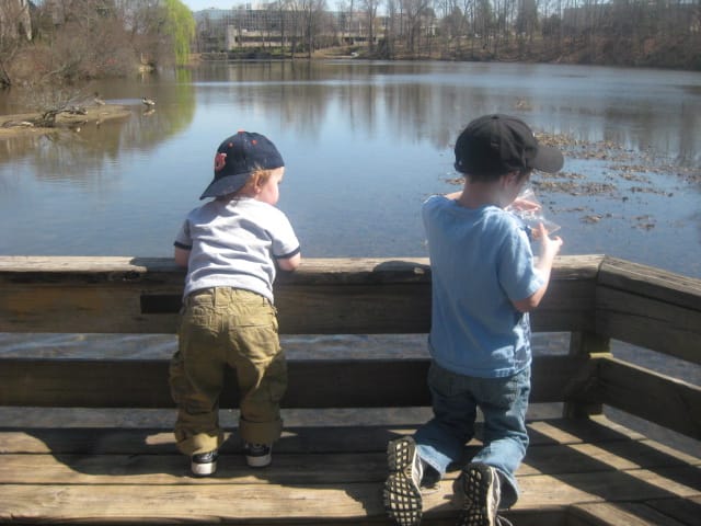 Feeding the ducks and geese