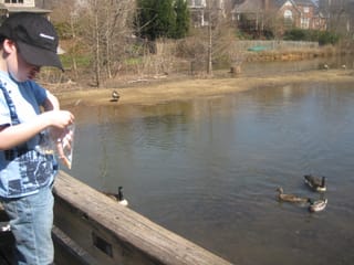 Feeding the ducks and geese
