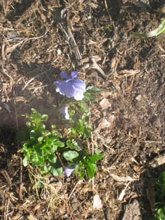 William found this flower to be worthy of photographing