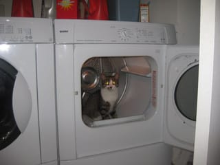 Brasky in the dryer