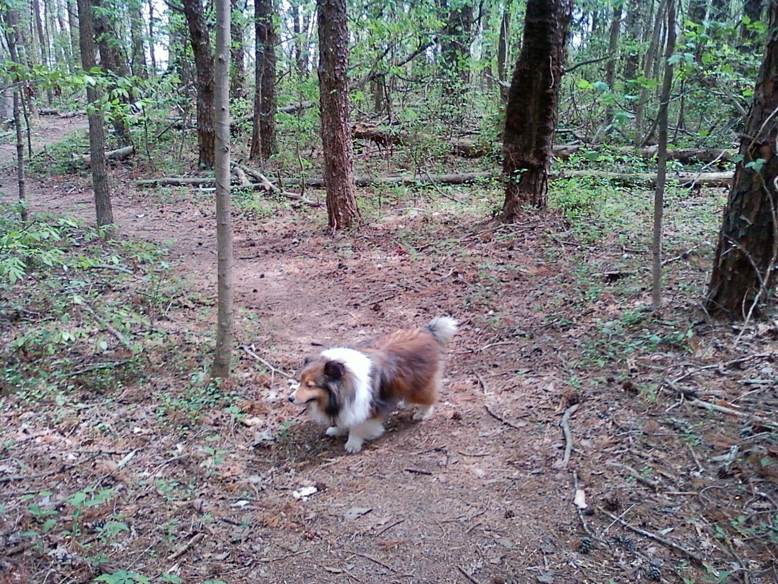 Roxy walking Lake Higgins Trail