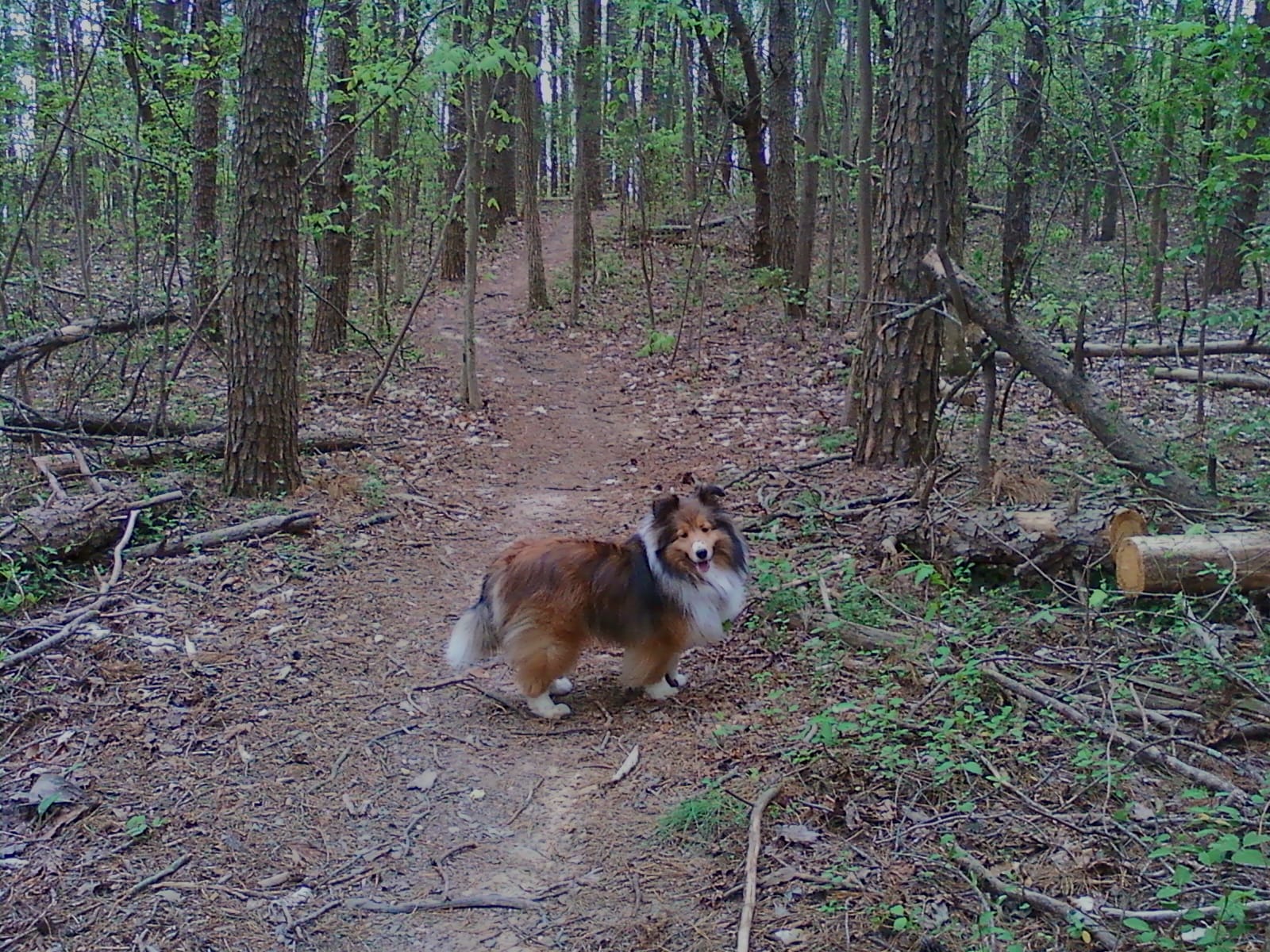 Roxy walking Lake Higgins Trail