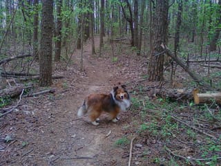 Roxy walking Lake Higgins Trail