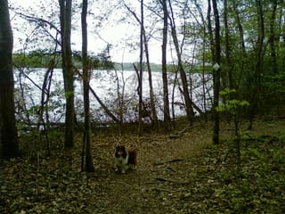 Roxy walking Lake Higgins Trail