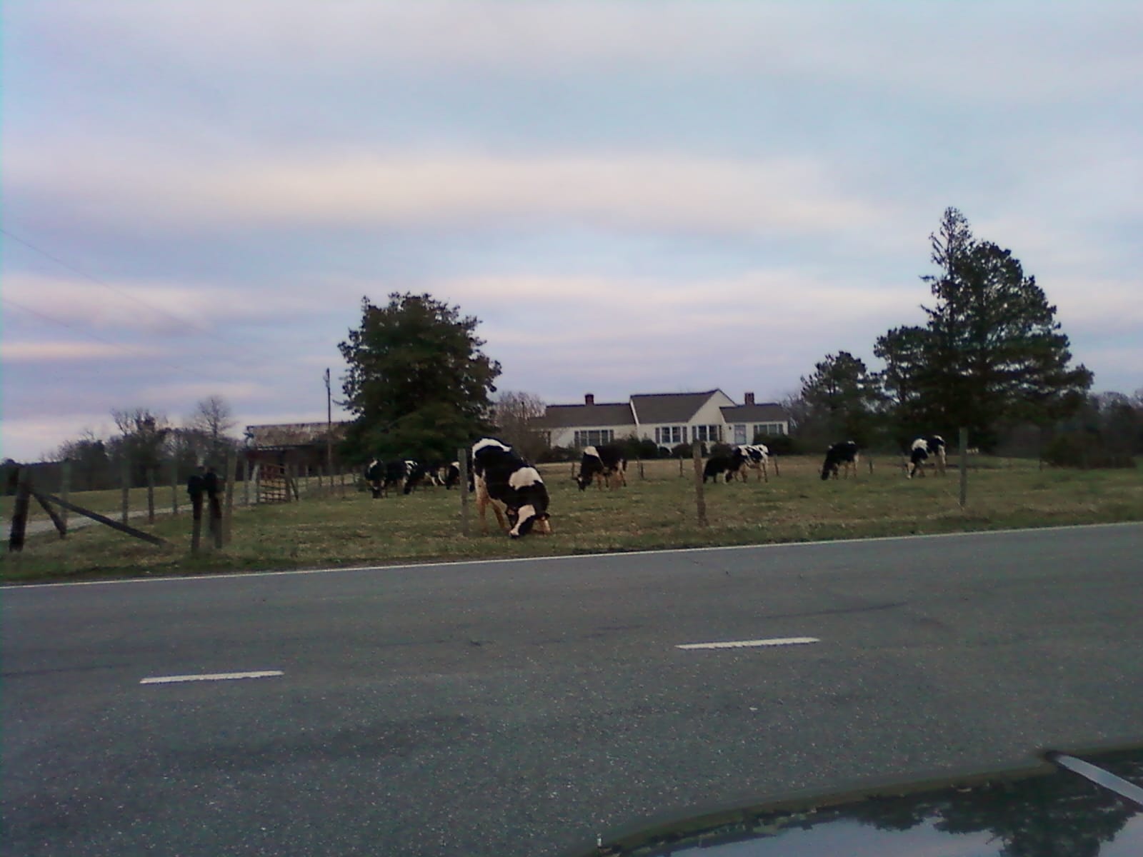 The cows at the end of the street.
