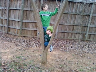 Little monkeys in a tree