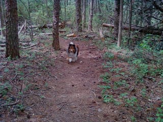 Roxy walking Lake Higgins Trail