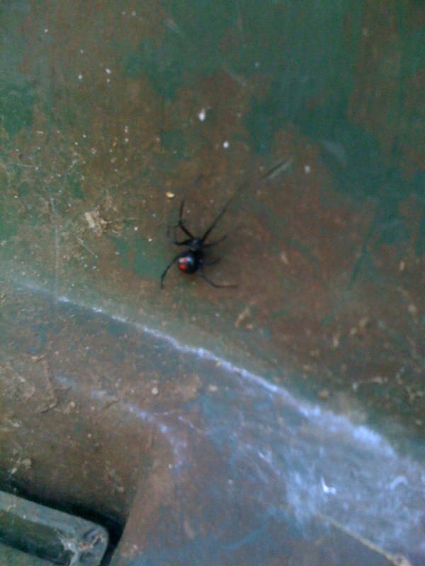 Black Widow spider on trash can lid