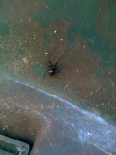 Black Widow spider on trash can lid