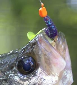 fish