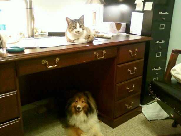My desk, also known as Dog & Kitty bunkbed
