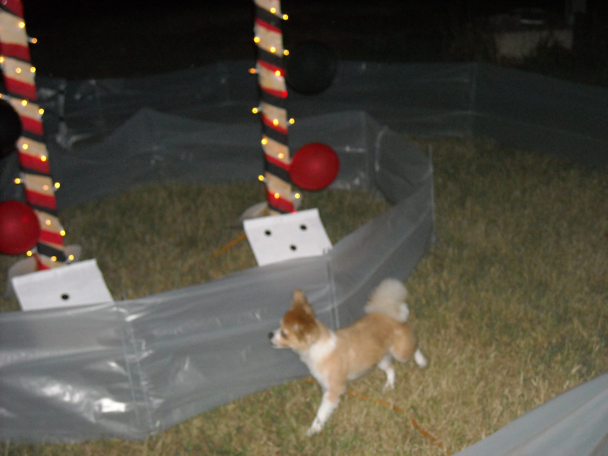 Squirrel Racetrack