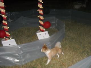 Squirrel Racetrack