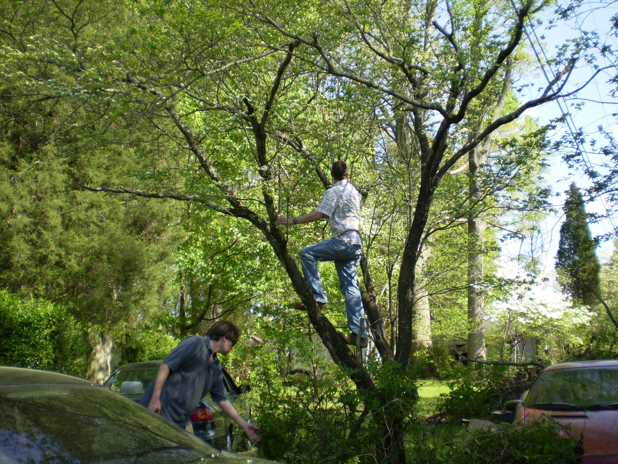 Taming of the Shrubbery