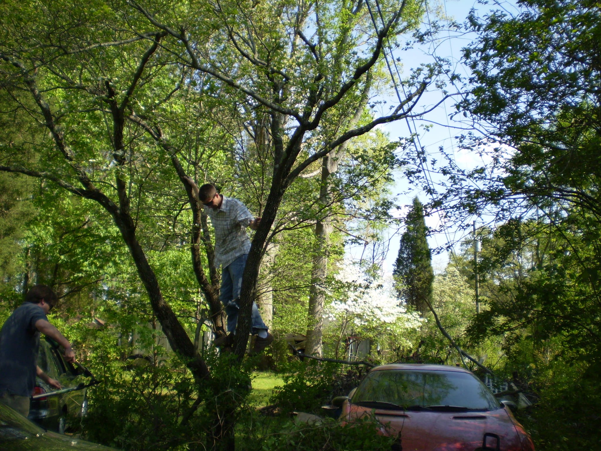 Taming of the the Shrubbery