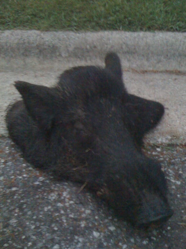 Boar Boar!