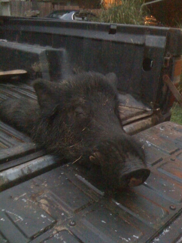 Boar!