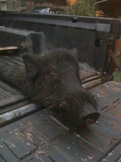 Boar!