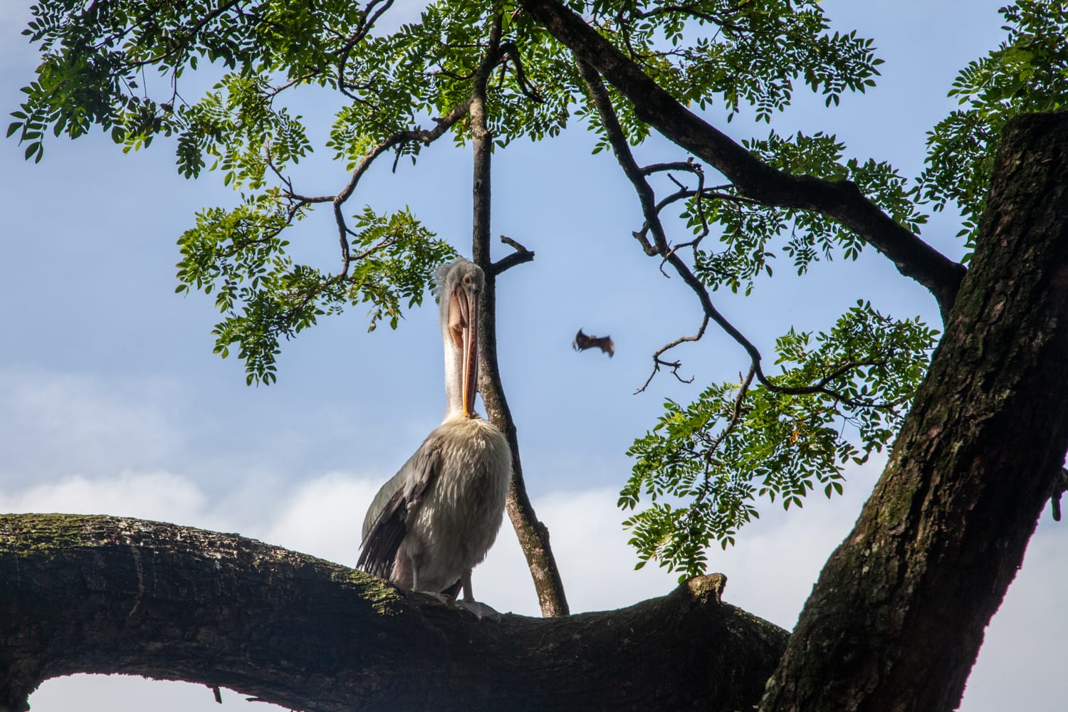 PelicanWithFlyingFox